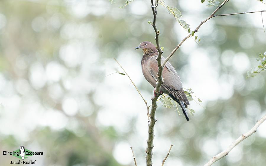 Puerto Rico birding tours