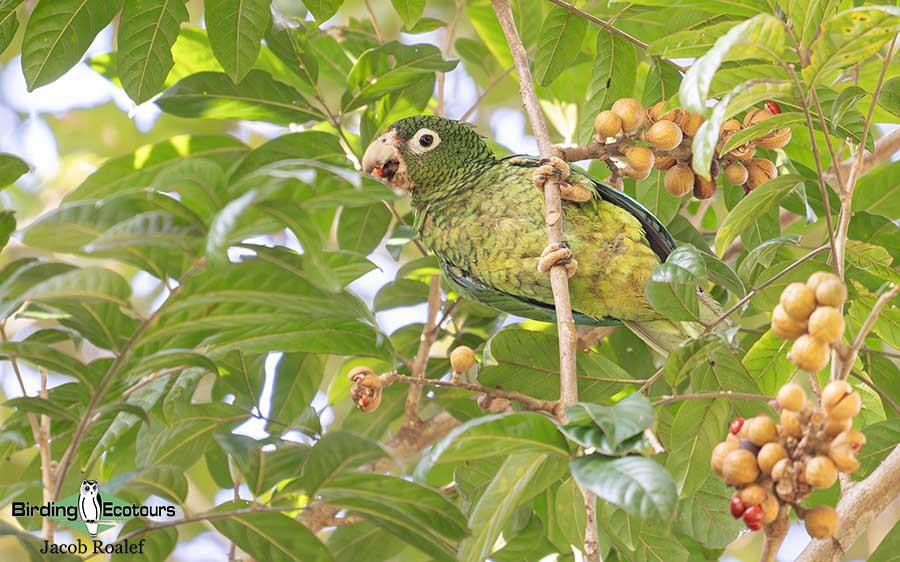 Puerto Rico birding tours