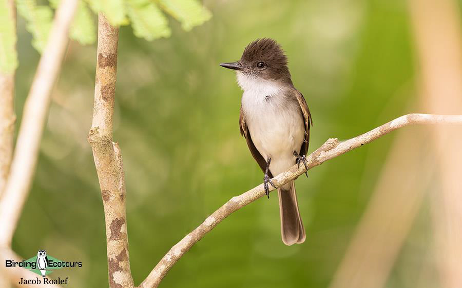 Puerto Rico birding tours