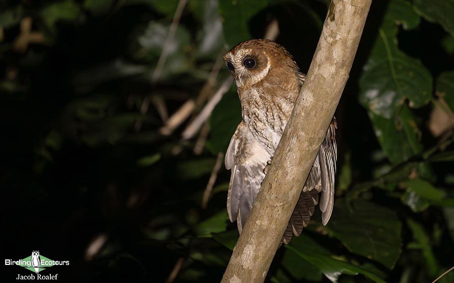 Puerto Rico birding tours