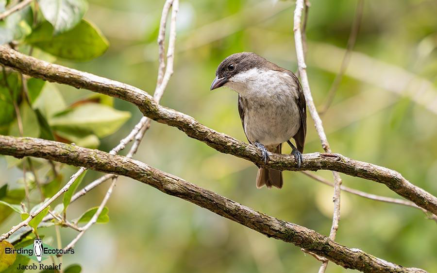 Puerto Rico birding tours