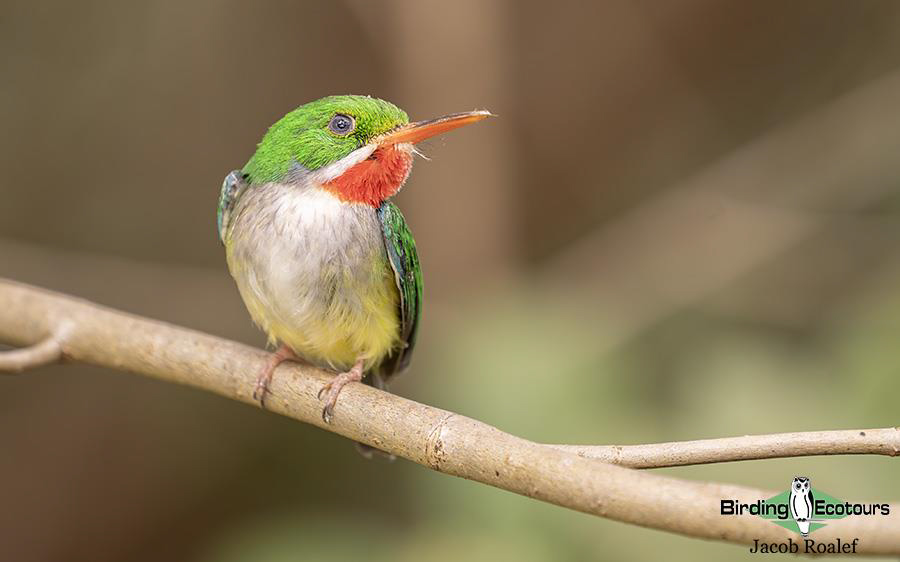 Puerto Rico birding tours