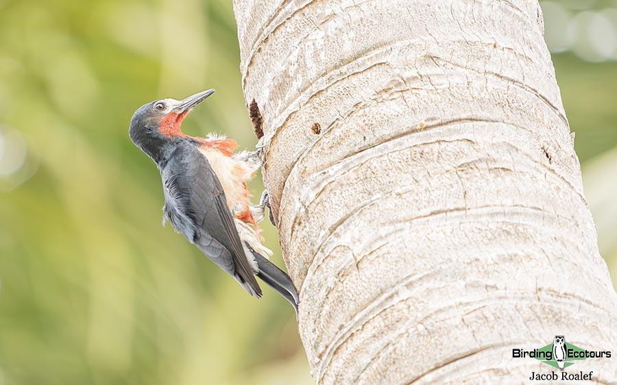 Puerto Rico birding tours