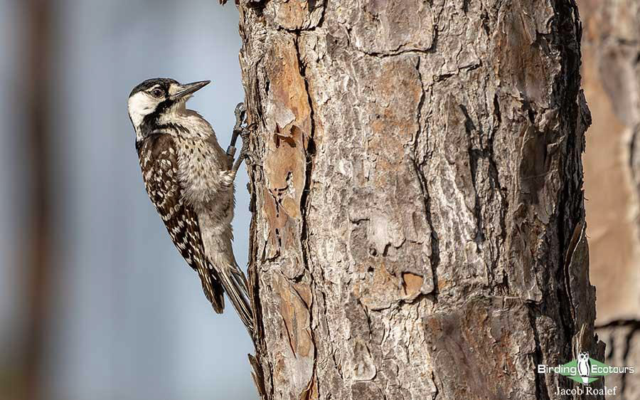 Florida birding tours