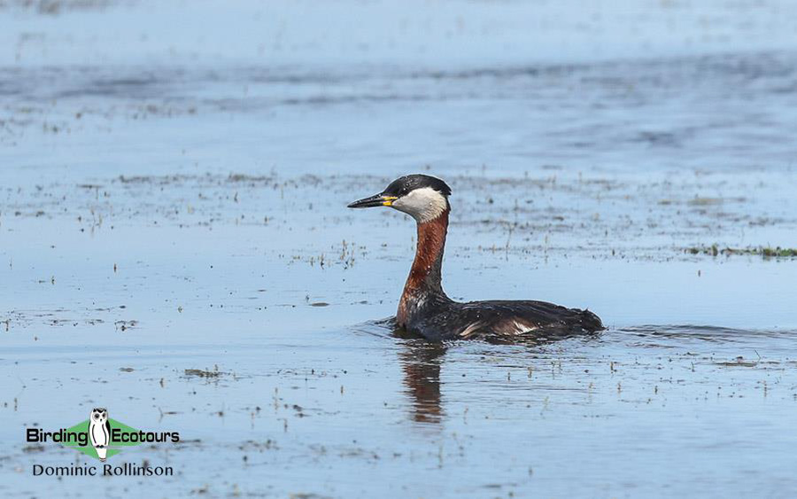 Bulgaria Spring birding tours