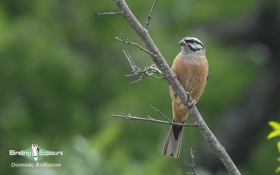 Bulgaria Spring birding tours