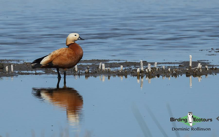 Bulgaria Spring birding tours