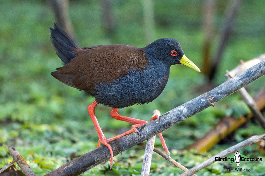 Madagascar birding tours