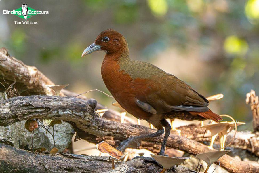 Madagascar birding tours