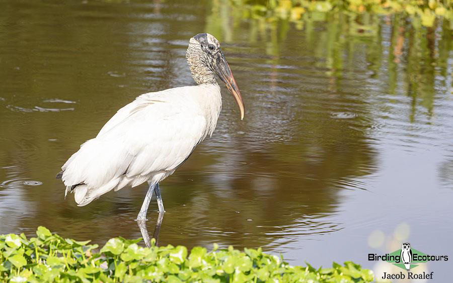 Florida birding tours