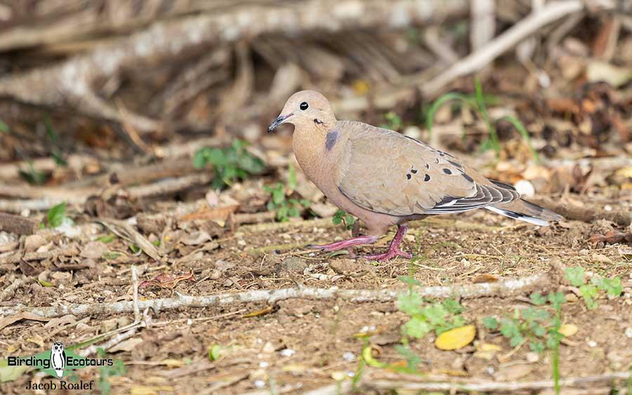 Puerto Rico birding tours