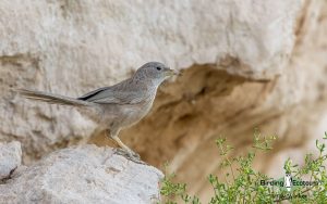 Oman birding tours