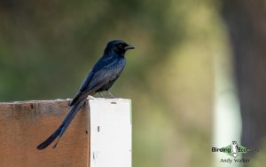 Oman birding tours