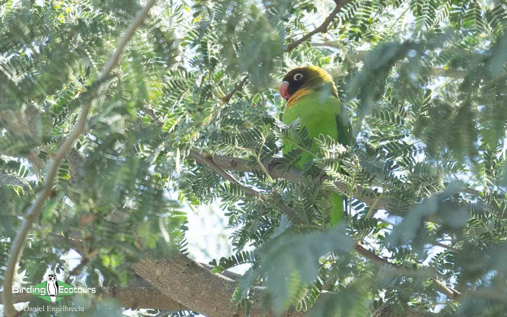 Zambia birding tours