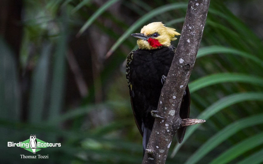 Southeast Brazil birding tours