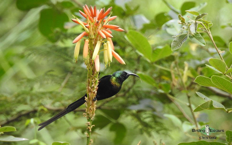 Kenya birding tours