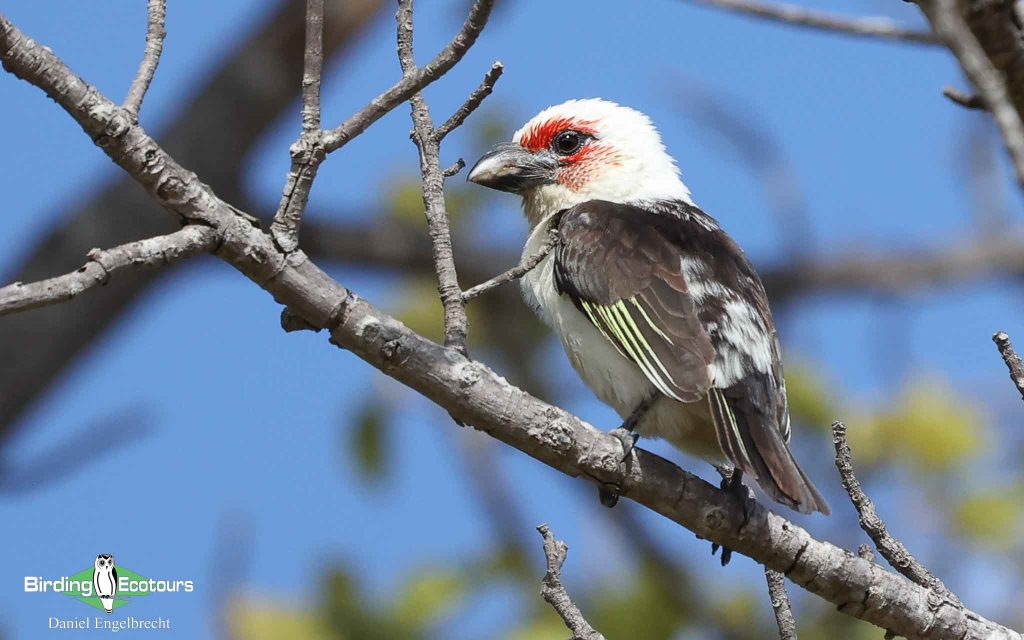 Zambia birding tours