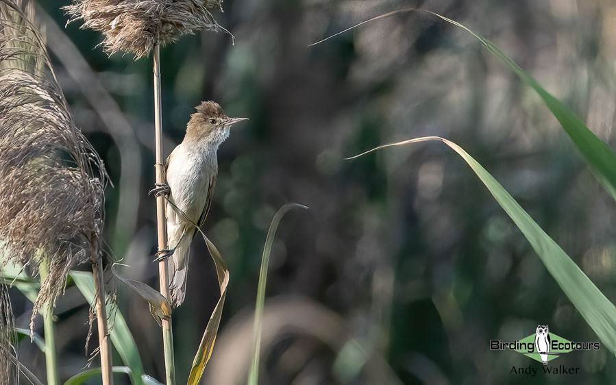 Oman birding tours