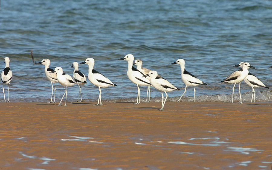 Oman birding tours