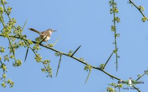 Oman birding tours