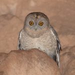 Oman birding tours