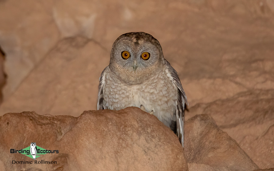 Oman birding tours