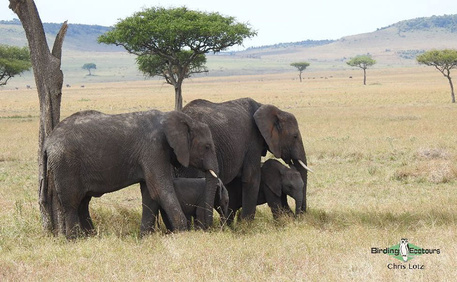 Kenya birding tours