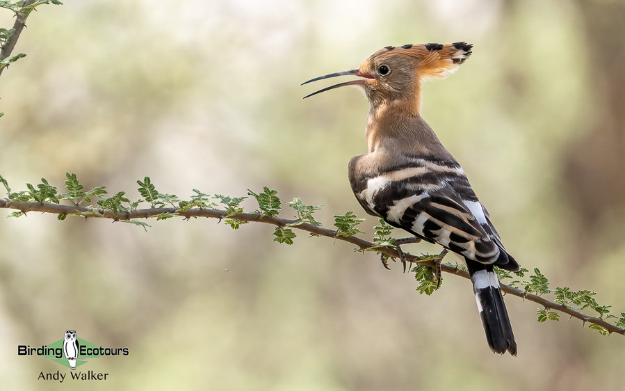 Oman birding tours