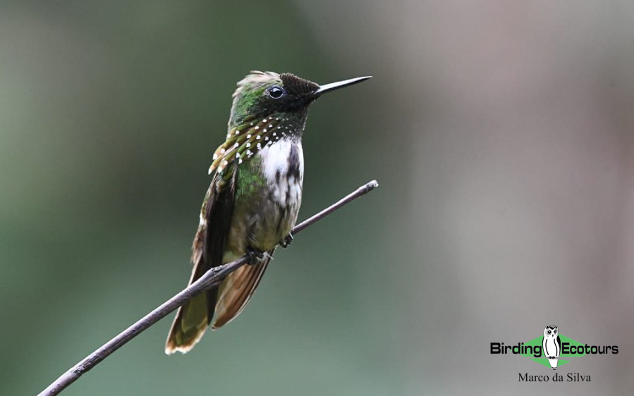 Southeast Brazil birding tours