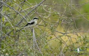 Oman birding tours