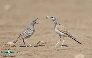 Oman birding tours