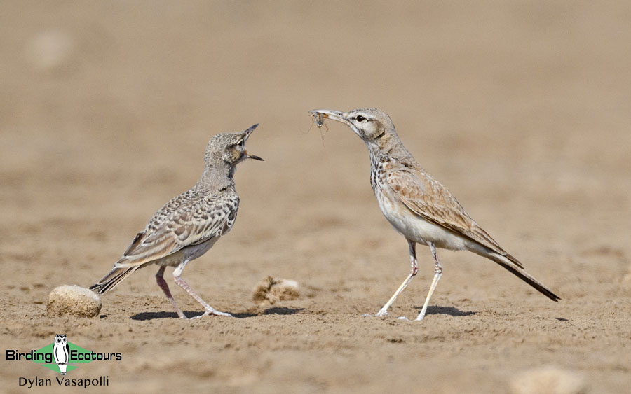 Oman birding tours