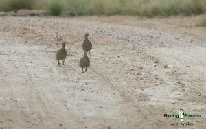 Oman birding tours