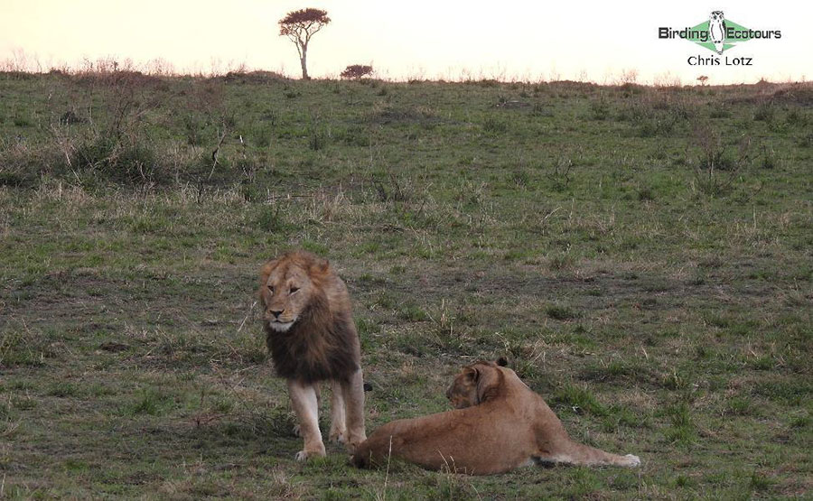 Kenya birding tours