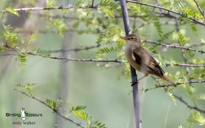 Oman birding tours