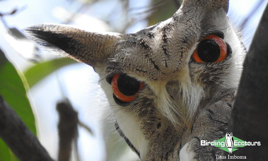 Kenya birding tours