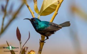 Oman birding tours