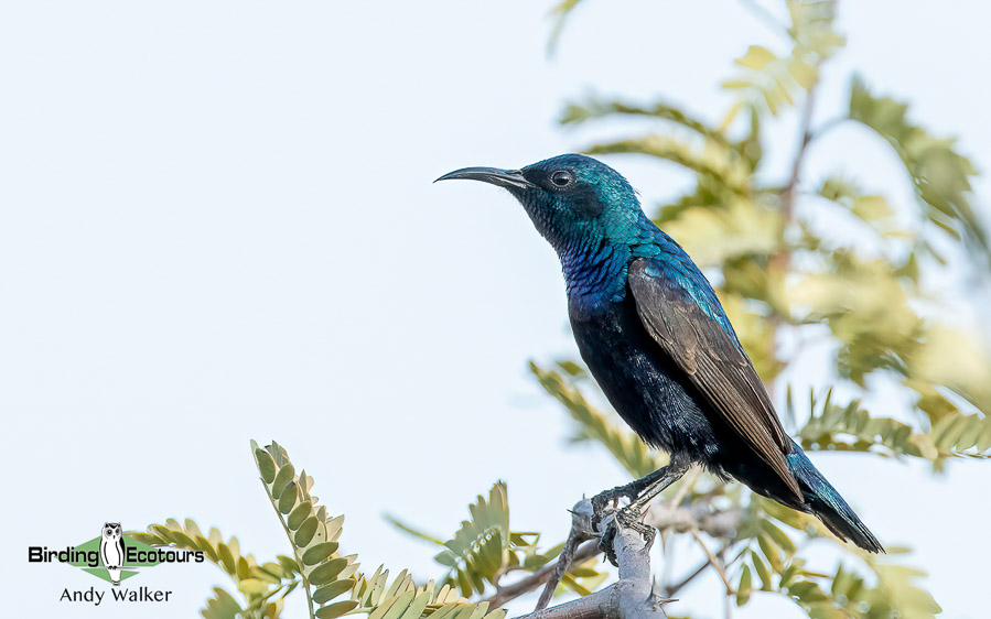 Oman birding tours