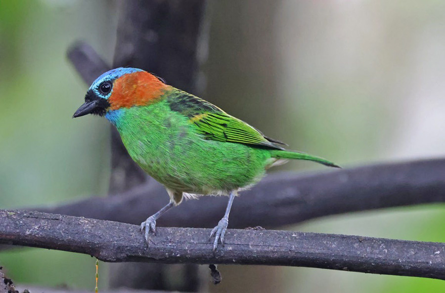 Southeast Brazil birding tours