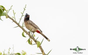 Oman birding tours