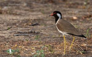 Oman birding tours