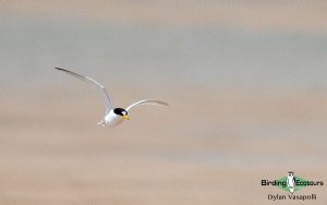 Oman birding tours