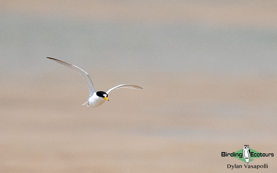 Oman birding tours