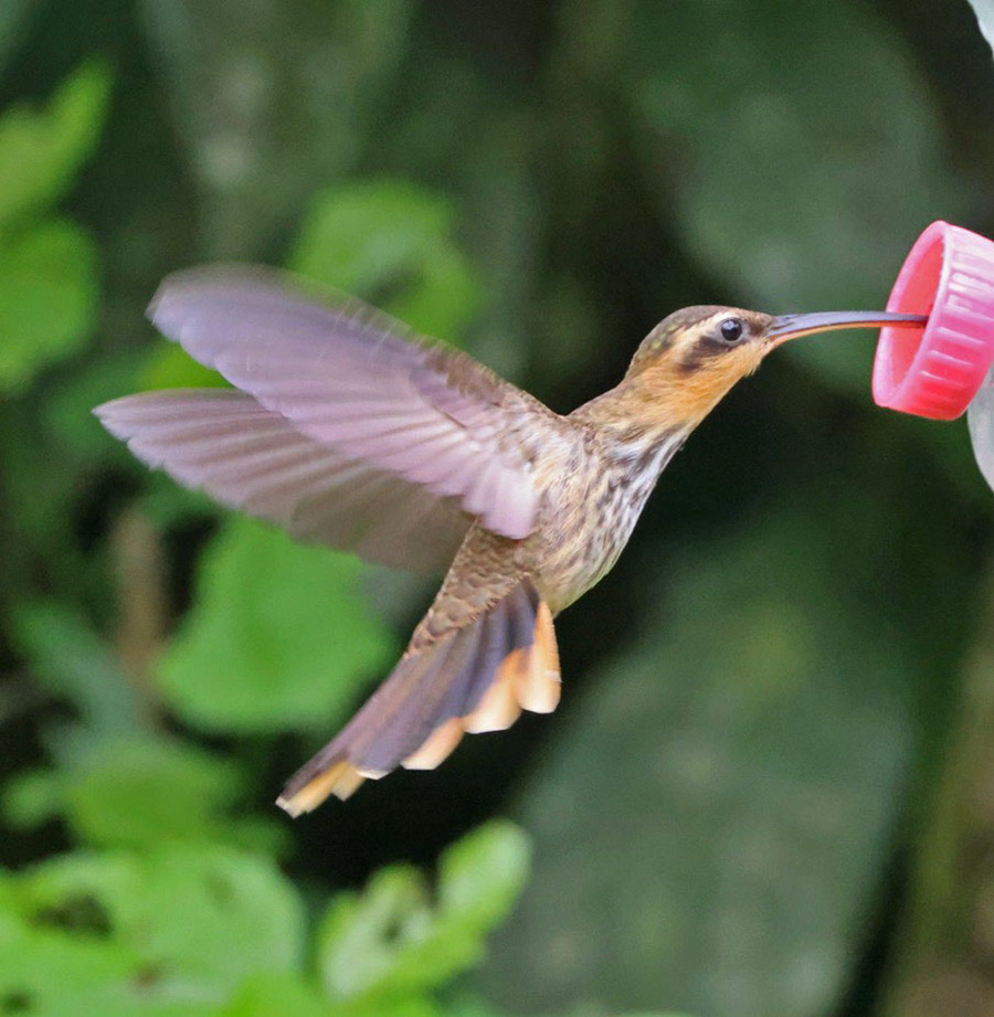 Southeast Brazil birding tours