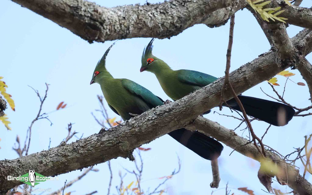 Zambia birding tours