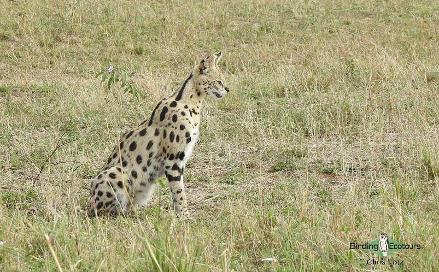 Kenya birding tours