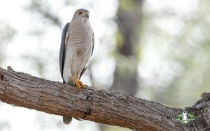 Oman birding tours