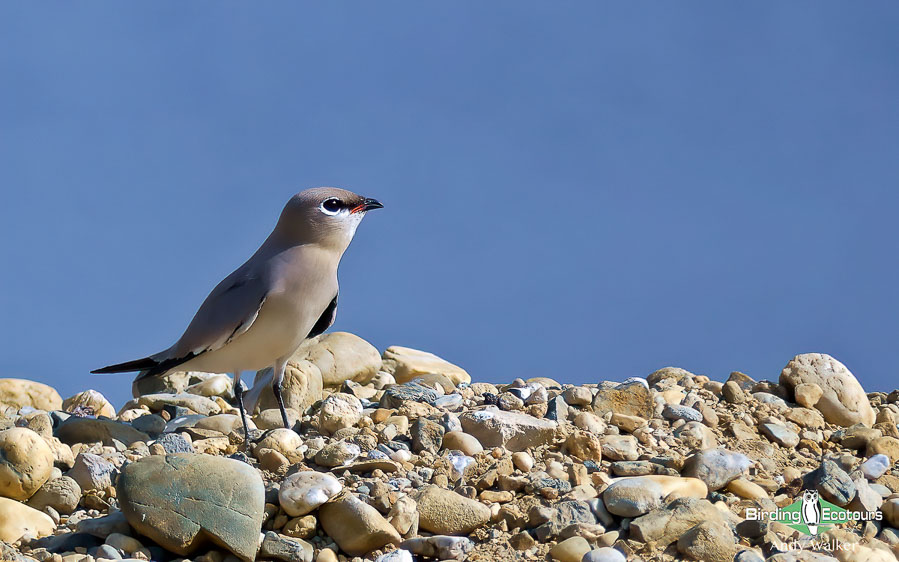 Oman birding tours