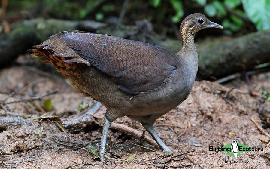 Southeast Brazil birding tours