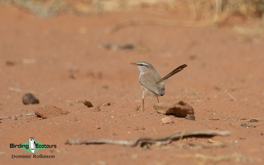 Oman birding tours